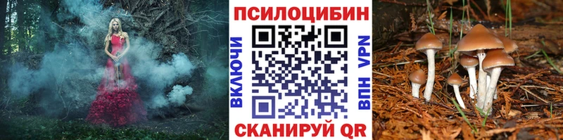 дарнет шоп  Нарткала  Псилоцибиновые грибы GOLDEN TEACHER 